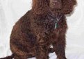 Американский водяной спаниель / American Water Spaniel