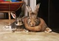 Карликовый кролик и крольчиха в четыре раза больше него: история любви