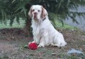 Кламбер-спаниель (Кламбер) / Clumber Spaniel