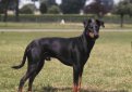 Манчестерский терьер / Manchester Terrier (Black and Tan Terrier)