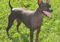 Американский голый терьер / American Hairless Terrier