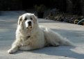 Большая пиренейская собака (Пиренейская горная собака) / Pyrenean Mountain Dog (Great Pyrenees)