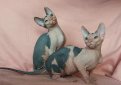 Донской сфинкс (Русская лысая кошка) / Don Sphynx