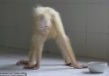 В Индонезии отпустили на волю единственного в мире орангутана-альбиноса