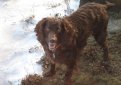 Бойкин-спаниель / Boykin Spaniel Бойкин-спаниель / Boykin Spaniel