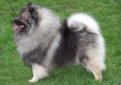 Вольф шпиц (Кеесхонд) / Keeshond (Chien Loup, Wolfspitz)