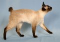 Меконгский бобтейл (Тайский бобтейл) / Mekong Bobtail (Thai Bobtail) Меконгский бобтейл (Тайский бобтейл) / Mekong Bobtail (Thai Bobtail)