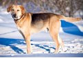 Русская гончая / Russian Hound Русская гончая / Russian Hound