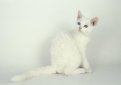 Американская жесткошерстная кошка / American Wirehair Cat Американская жесткошерстная кошка / American Wirehair Cat