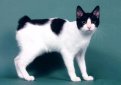 Японский бобтейл / Japanese Bobtail Cat