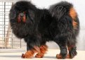 Тибетский мастифф (Тибетский дог) / Tibetan Mastiff (Do-Khyi)