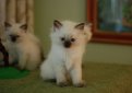 Невская маскарадная кошка (Сибирский колорпойнт) / Neva Vasquerade Cat