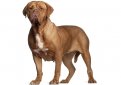 Бордоский дог (Французский мастиф) / French Mastiff (Dogue de Bordeaux, Bordeaux Mastiff, Bordeaux Bulldog)