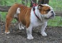 Английский бульдог / English Bulldog (British Bulldog)