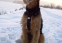 Эрдельтерьер / Airedale Terrier (Bingley Terrier, Waterside Terrier)