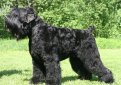 Черный терьер (Русский черный терьер) / Black Russian Terrier (Russkiy Chernniy Terrier)