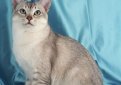 Бурмилла короткошерстная / Burmilla Shorthair