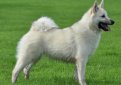 Норвежский бухунд (Норвежская лайка, норск бухунд) / Norsk Buhund (Norwegian Buhund, Norwegian Sheepdog, Nordiske Sitz-hunde)