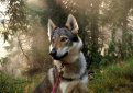 Чехословацкая волчья собака (Чехословацкий влчак) / Czechoslovakian Wolf Dog (Ceskoslovensky Vlsak)