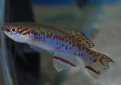 Желтый гулярис (Афиосемион гулярис) / Aphyosemion Gulare (Gularis, Redspotted Gularis) Желтый гулярис (Афиосемион гулярис) / Aphyosemion Gulare (Gularis, Redspotted Gularis)