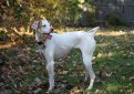 Английский пойнтер (Пойнтер) / English Pointer (Pointer)