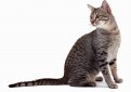 Египетская мау / Egyptian Mau