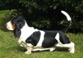 Бассет-хаунд / Basset Hound