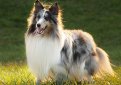 Шелти (Шетландская овчарка) / Shetland Sheepdog (Sheltie)