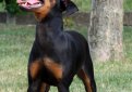 Манчестерский терьер / Manchester Terrier (Black and Tan Terrier)