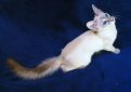 Балинезийская кошка (Балинез, балийская кошка) / Balinese Cat