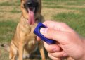 Основы кликер-тренинга собак