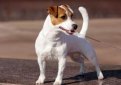 Джек-рассел-терьер / Jack Russell Terrier