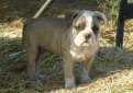 Алапахский чистокровный бульдог / Alapaha Blue Blood Bulldog (Otto)