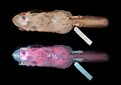 Ярко-розовые: зоологи обнаружили, что белки-летяги светятся в ультрафиолете