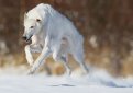 Русская псовая борзая / Borzoi (Russian Wolfhound)