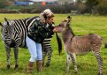 На британской ферме родился уникальный зонки - детеныш зебры и осла
