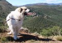 Аиди (Атласская овчарка) / Aidi (Chien de l'Atlas, Atlas Sheepdog, Kabyle Dog)