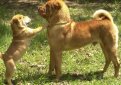 Шарпей (Китайская бойцовая собака) / Shar Pei (Chinese Fighting Dog)
