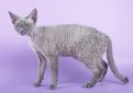 Девон рекс / Devon Rex Девон рекс / Devon Rex