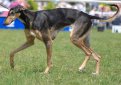Грейхаунд (Английская борзая) / Greyhound (English Greyhound)