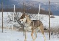 Волчья собака Сарлоса (Сарлос, сарлосская волчья собака) / Saarlooswolfhond (Saarloos Wolfdog)