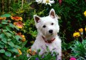 Вест-хайленд-уайт-терьер (Белый высокогорный терьер, уэст-хайленд-уайт-терьер, вести) / West Highland White Terrier (Westie)
