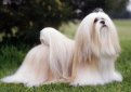Лхаса апсо (Лхасский апсо) / Lhasa Apso Лхаса апсо (Лхасский апсо) / Lhasa Apso