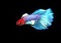 Петушок (Бойцовская рыбка, сиамский петушок) / Betta Splendens Regan (Betta Splendens)
