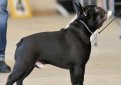 Французский бульдог / Bouledogue Francais (French Bulldog)