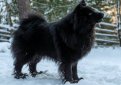 Шведский лапхунд (Лапхунд, лапландский шпиц) / Swedish Lapphund (Lappiandska Spetz, Swedish Lapp Spitz) Шведский лапхунд (Лапхунд, лапландский шпиц) / Swedish Lapphund (Lappiandska Spetz, Swedish Lapp Spitz)