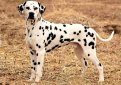 Далматин (Далматинец) / Dalmatian