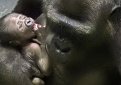 Детеныш равнинной гориллы родился в Московском зоопарке