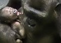 Детеныш равнинной гориллы родился в Московском зоопарке Детеныш равнинной гориллы родился в Московском зоопарке