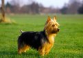 Австралийский терьер / Australian Terrier Австралийский терьер / Australian Terrier